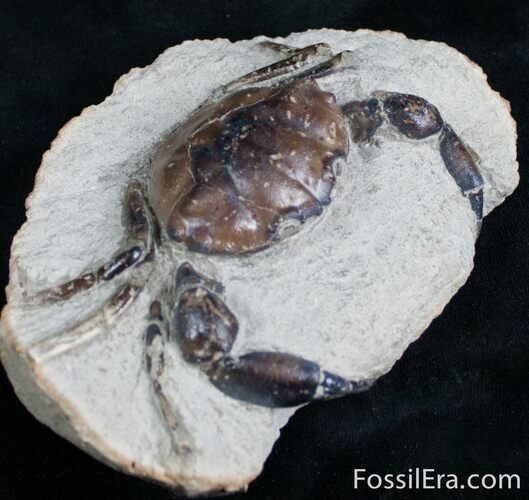 Fossil Crab Pulalius - Washington State #7319